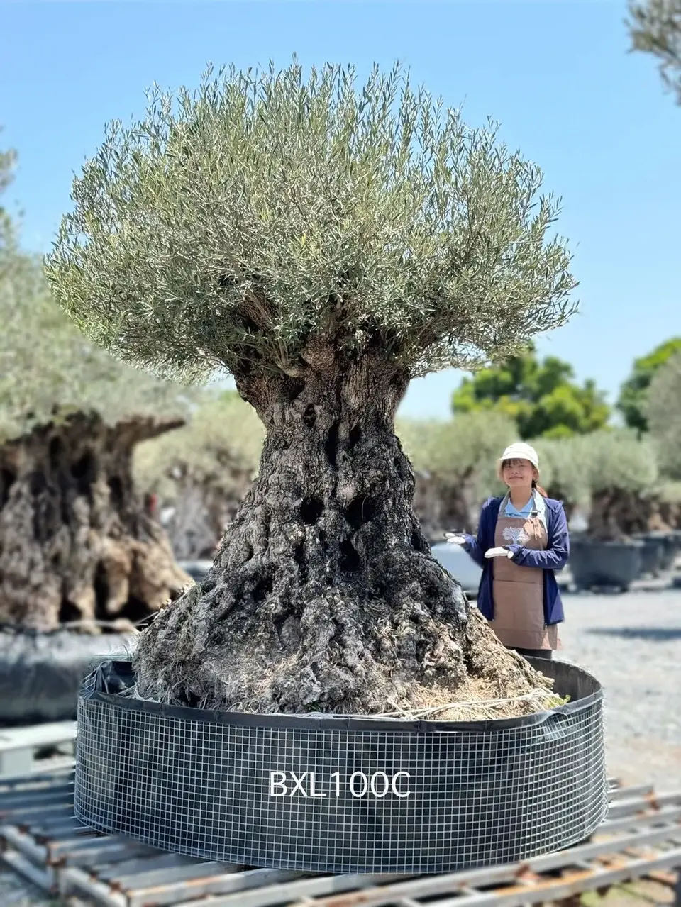 Ancient Olive · XLC