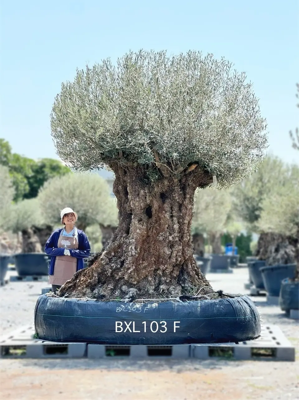 Ancient Olive · XLF