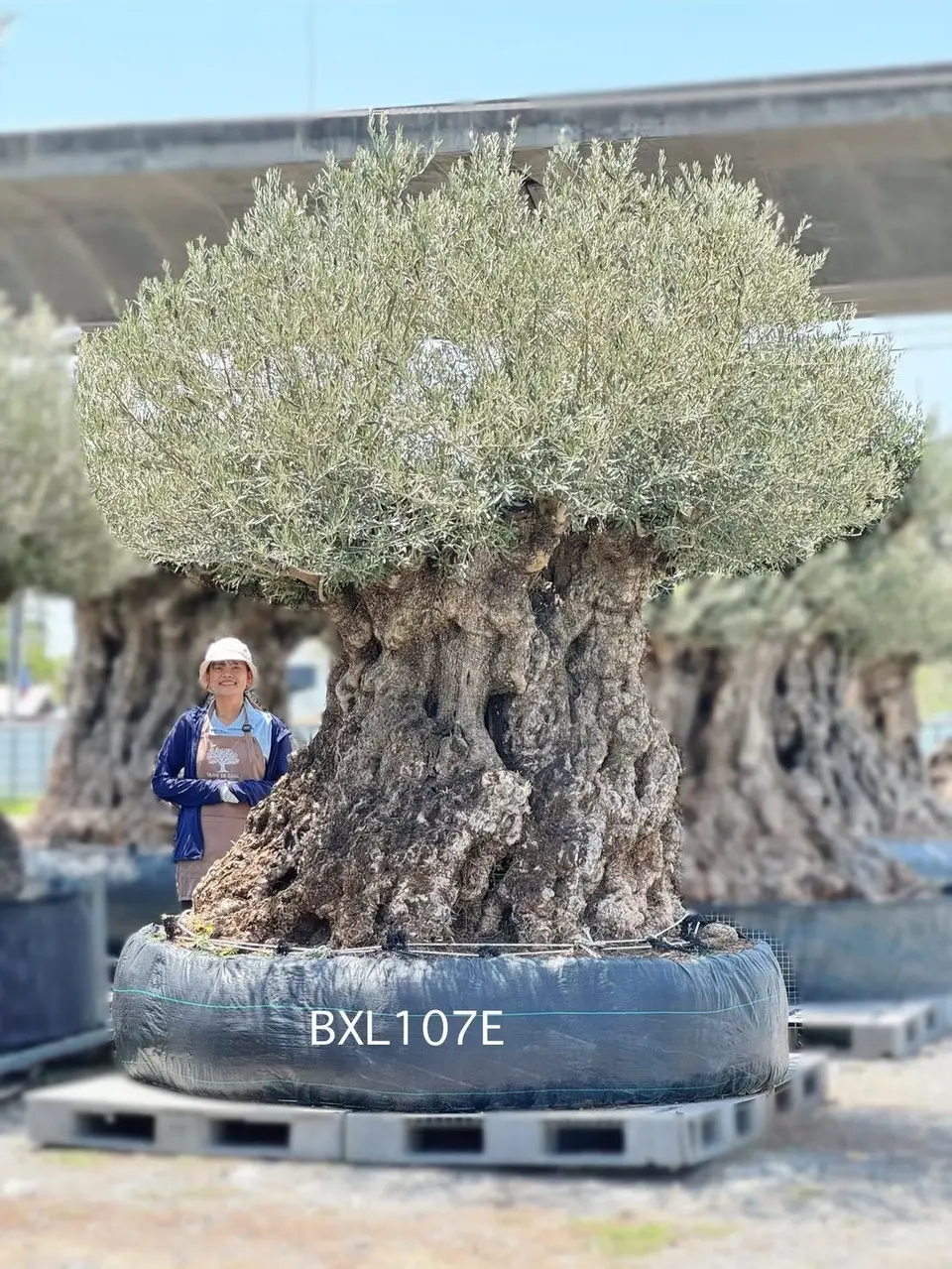 Ancient Olive · XLE