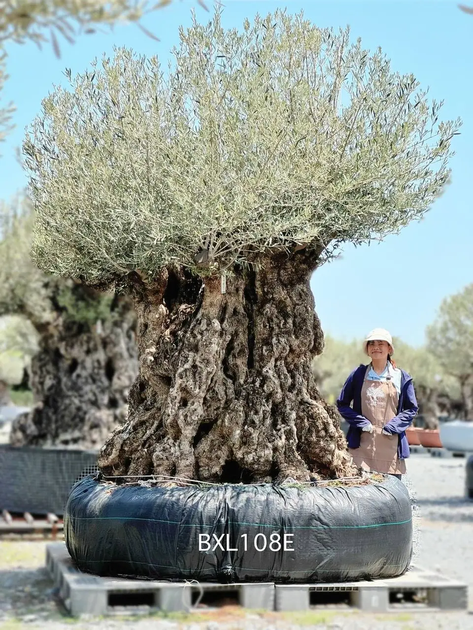 Ancient Olive · XLE