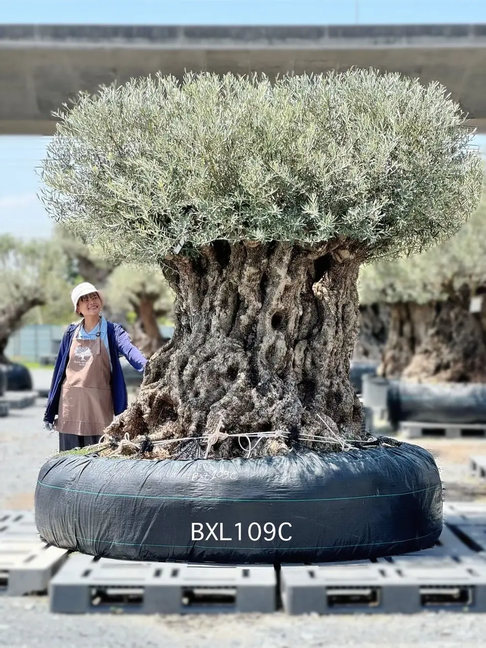 Ancient Olive · XLC