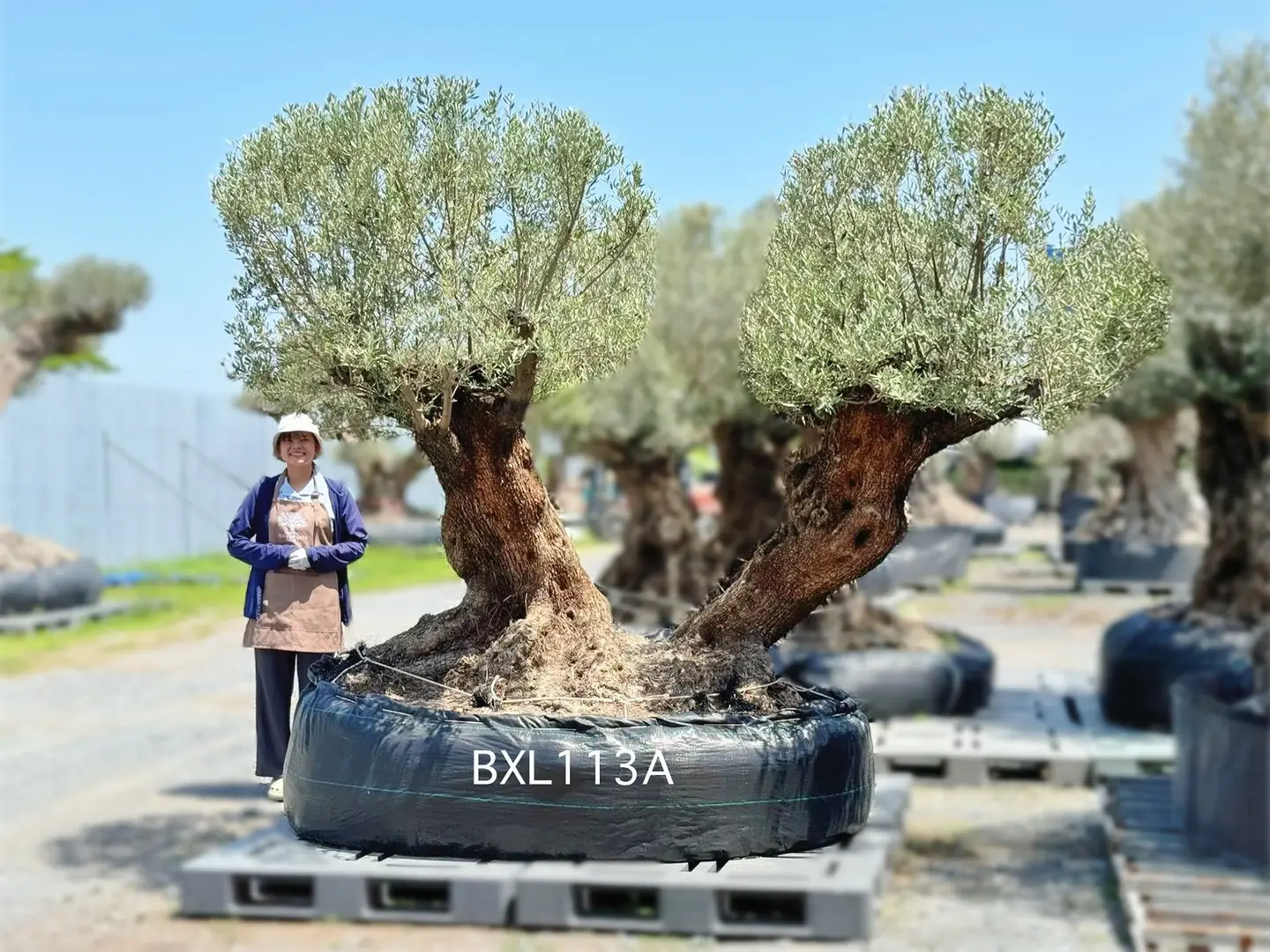 Ancient Olive · XLA