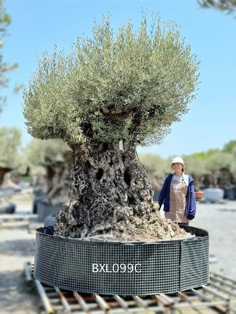 Ancient Olive · XLC