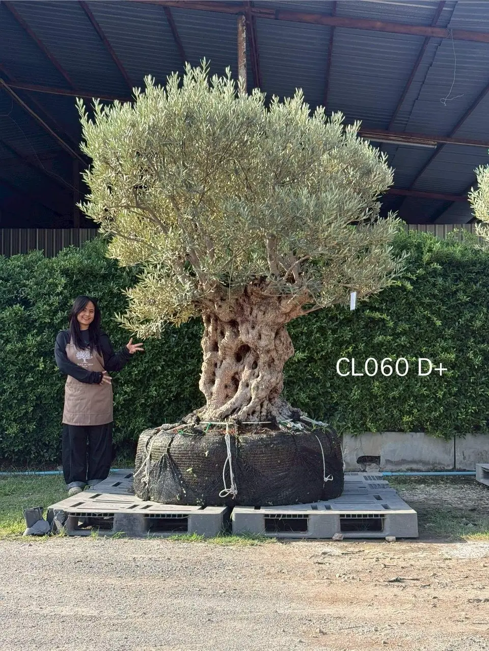 Hojiblanca · Large · LD+