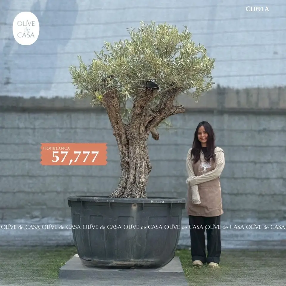 Hot Olive Tree · Promotion