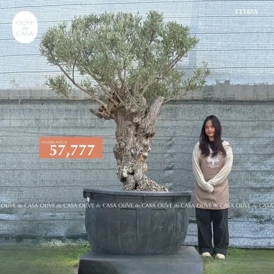 Hot Olive Tree