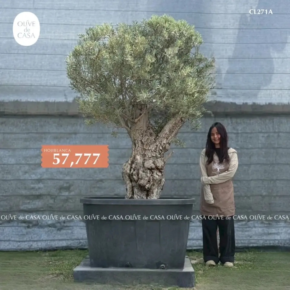 Hot Olive Tree