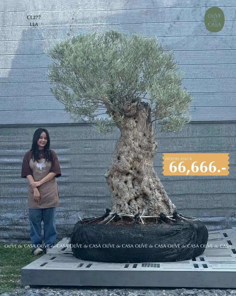 Hot Olive Tree · Promotion