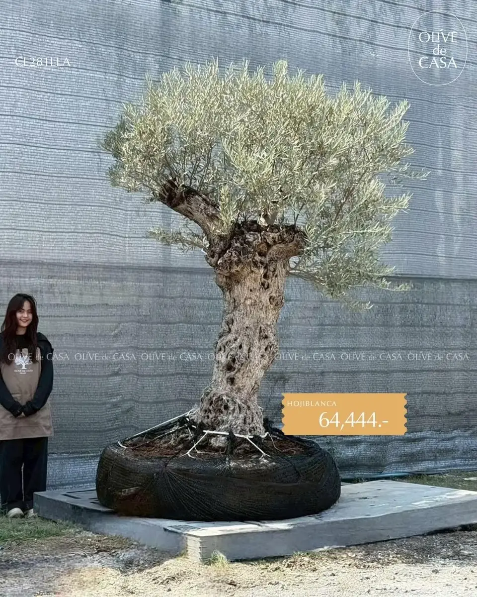 Hot Olive Tree · Promotion