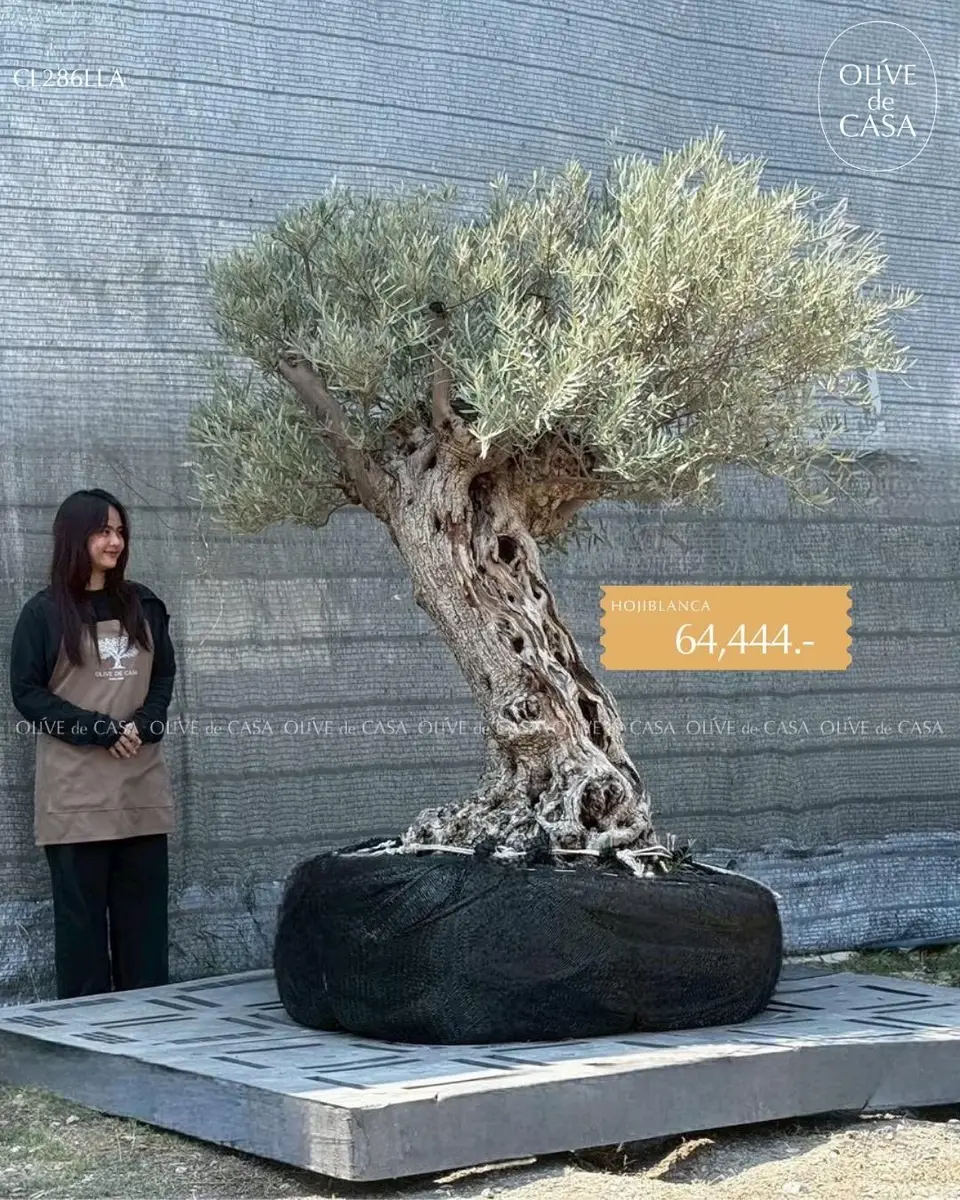 Hot Olive Tree · Promotion