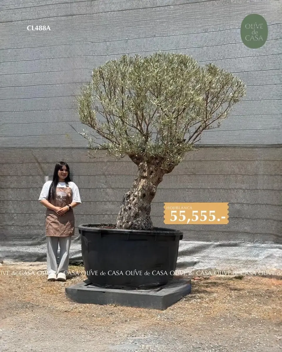 Hot Olive Tree · Promotion