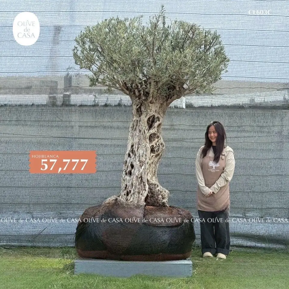 Hot Olive Tree · Promotion