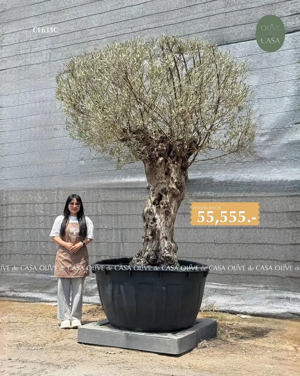 Hot Olive Tree · Promotion