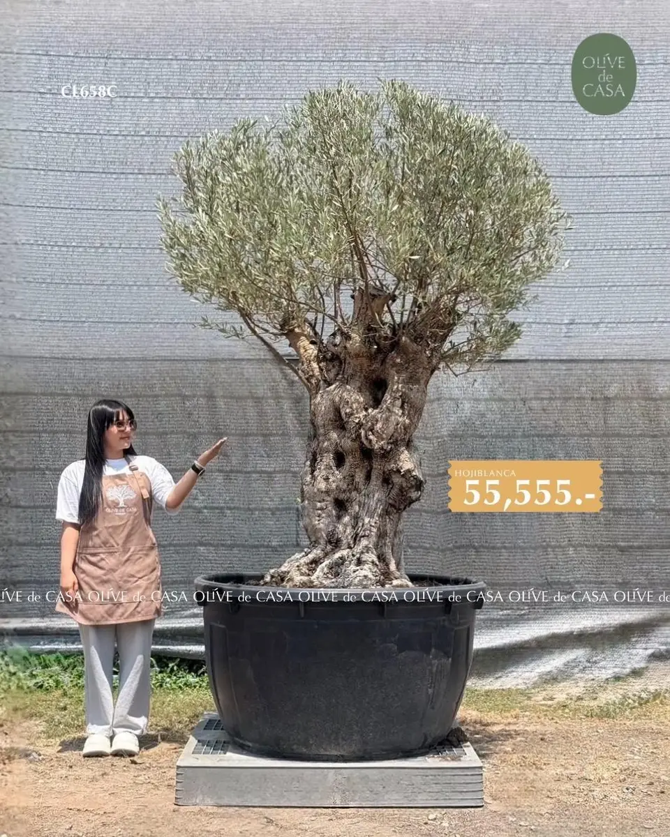 Hot Olive Tree · Promotion