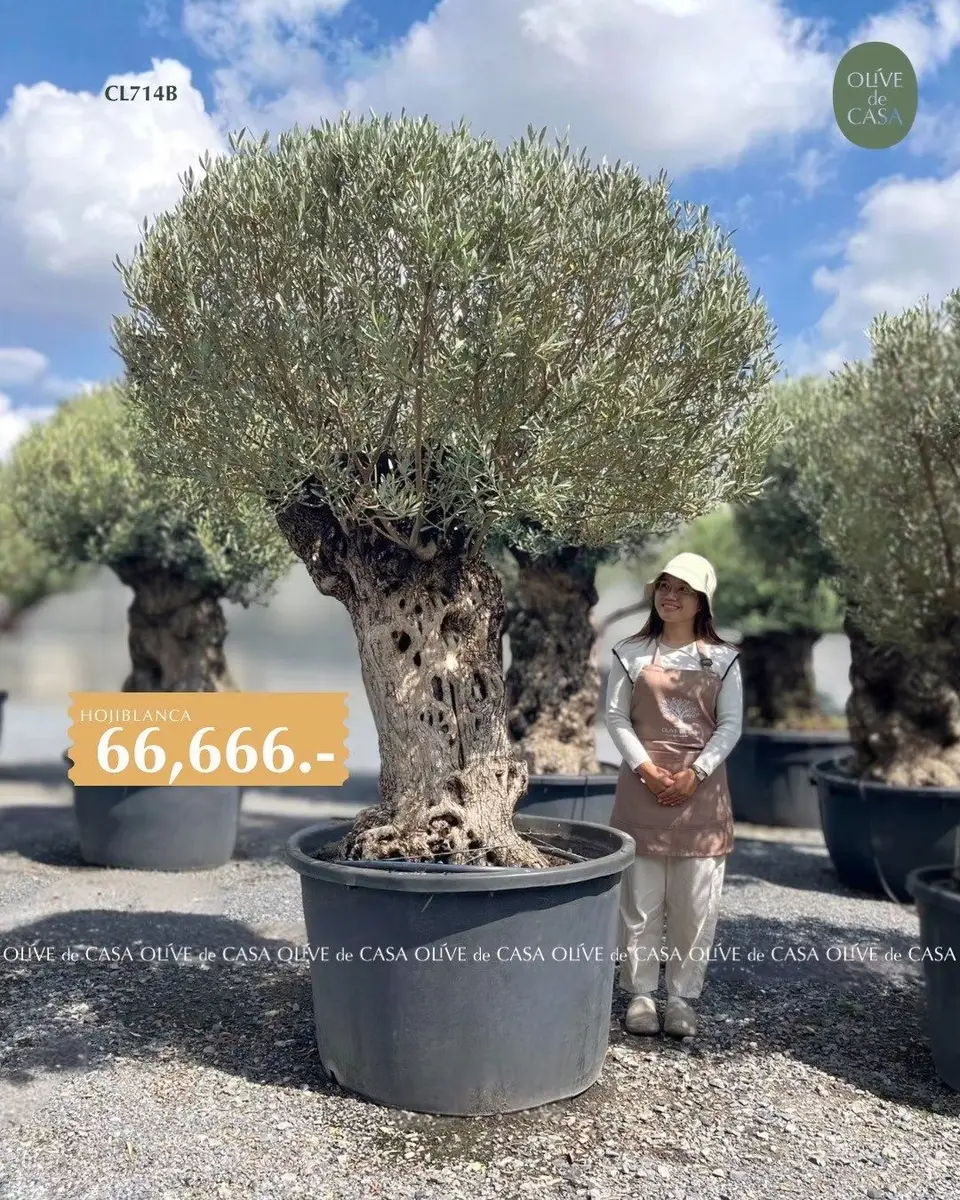 Hot Olive Tree · Promotion