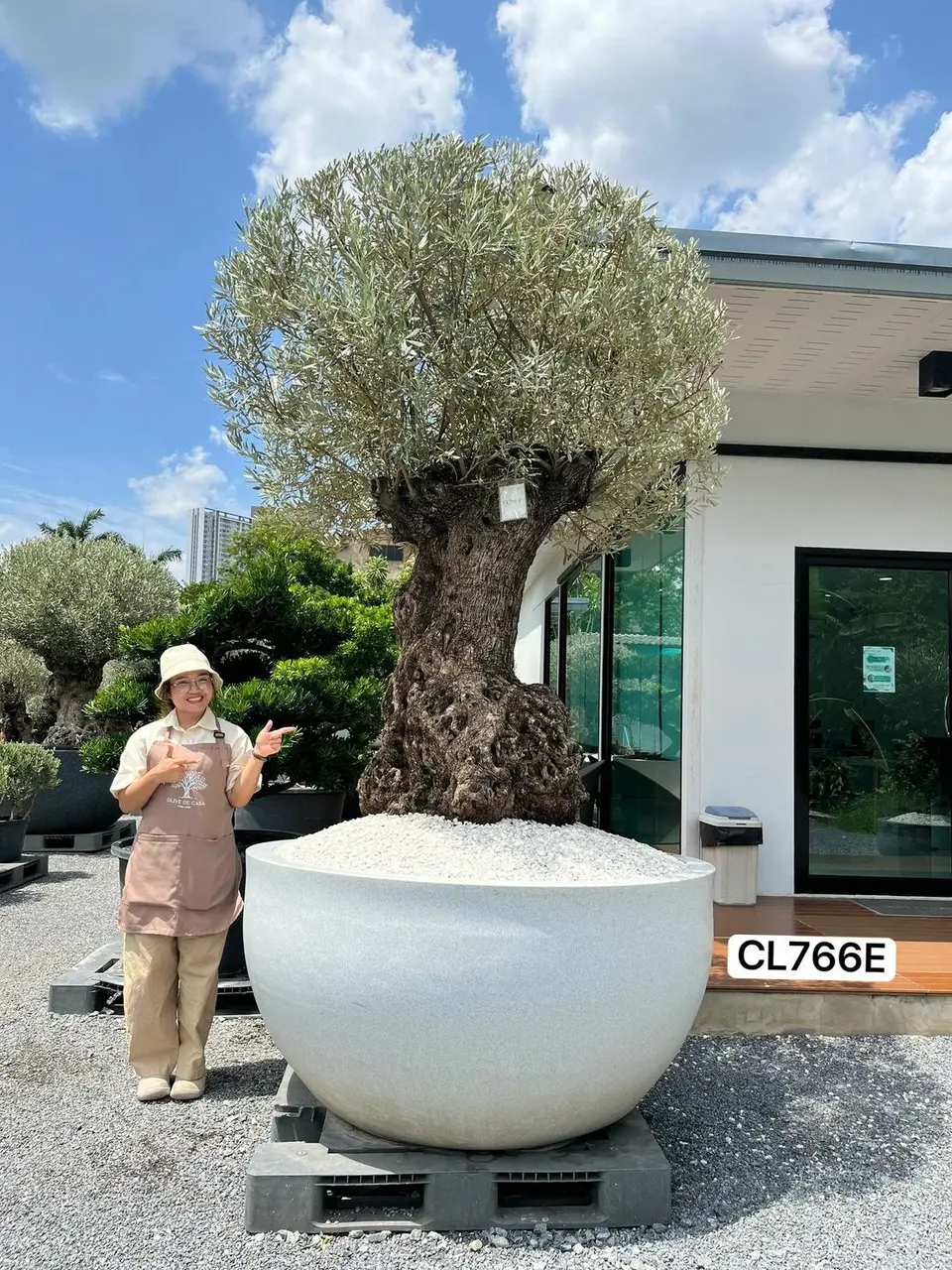 Hojiblanca · Large · LE