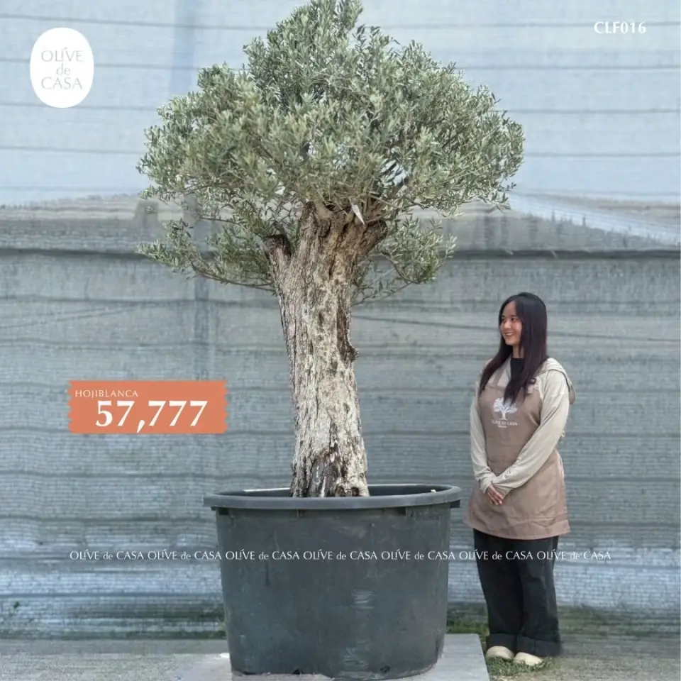 Hot Olive Tree