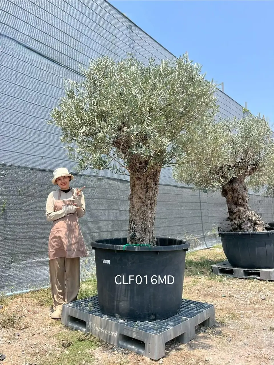 Hojiblanca · Medium · MD