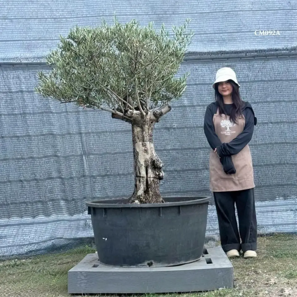 Hot Olive Tree · Promotion
