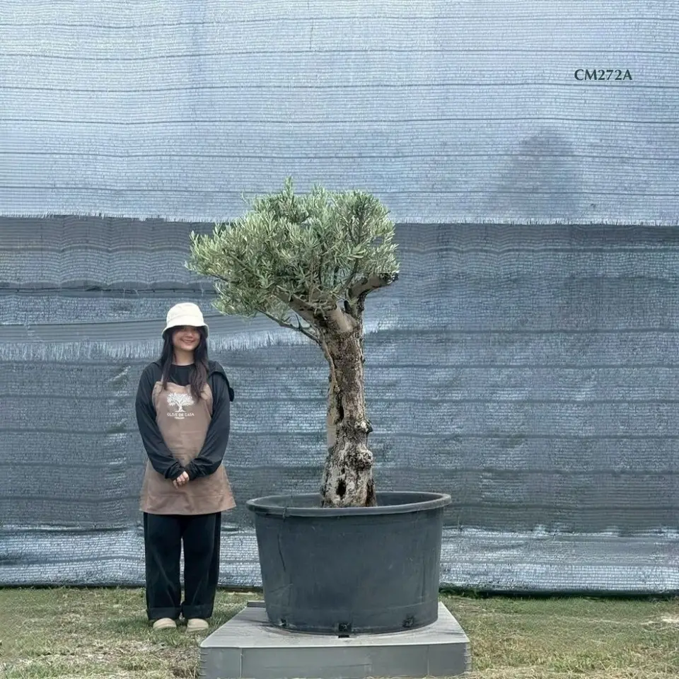 Hot Olive Tree · Promotion
