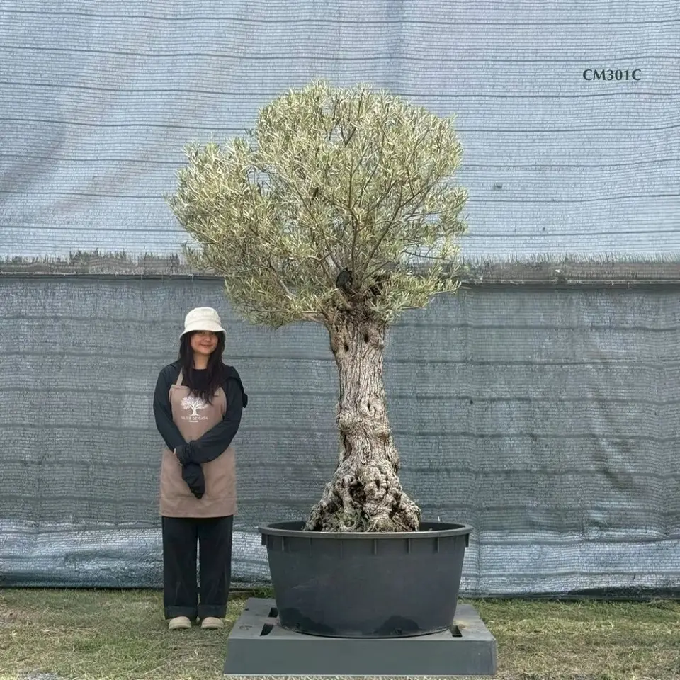 Hot Olive Tree · Promotion