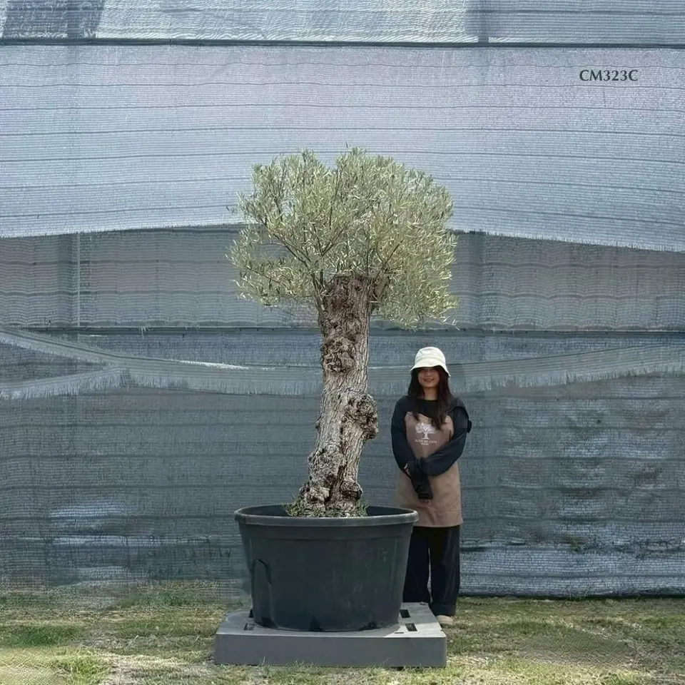 Hot Olive Tree · Promotion