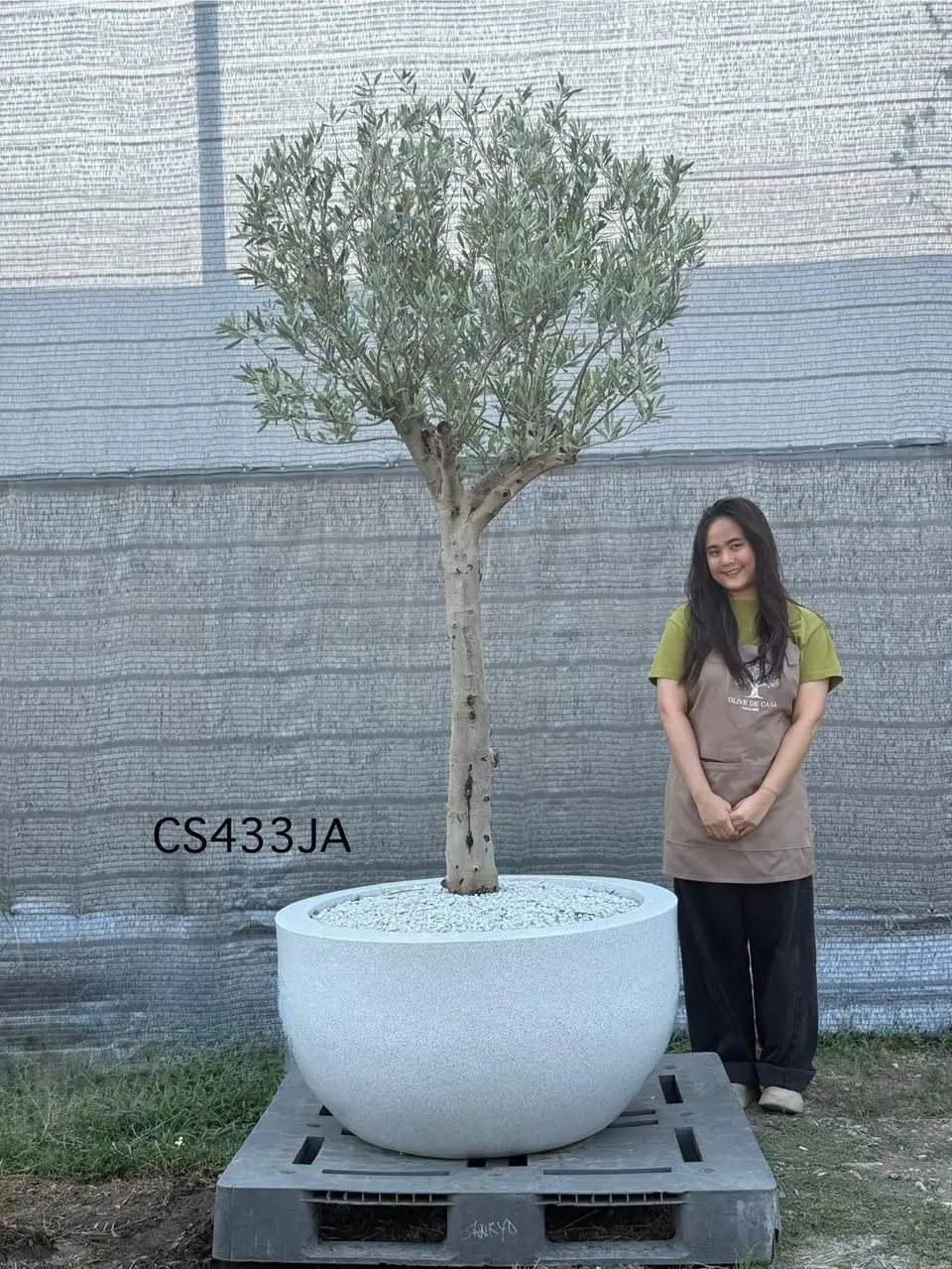 Olive Pot Size · SJA