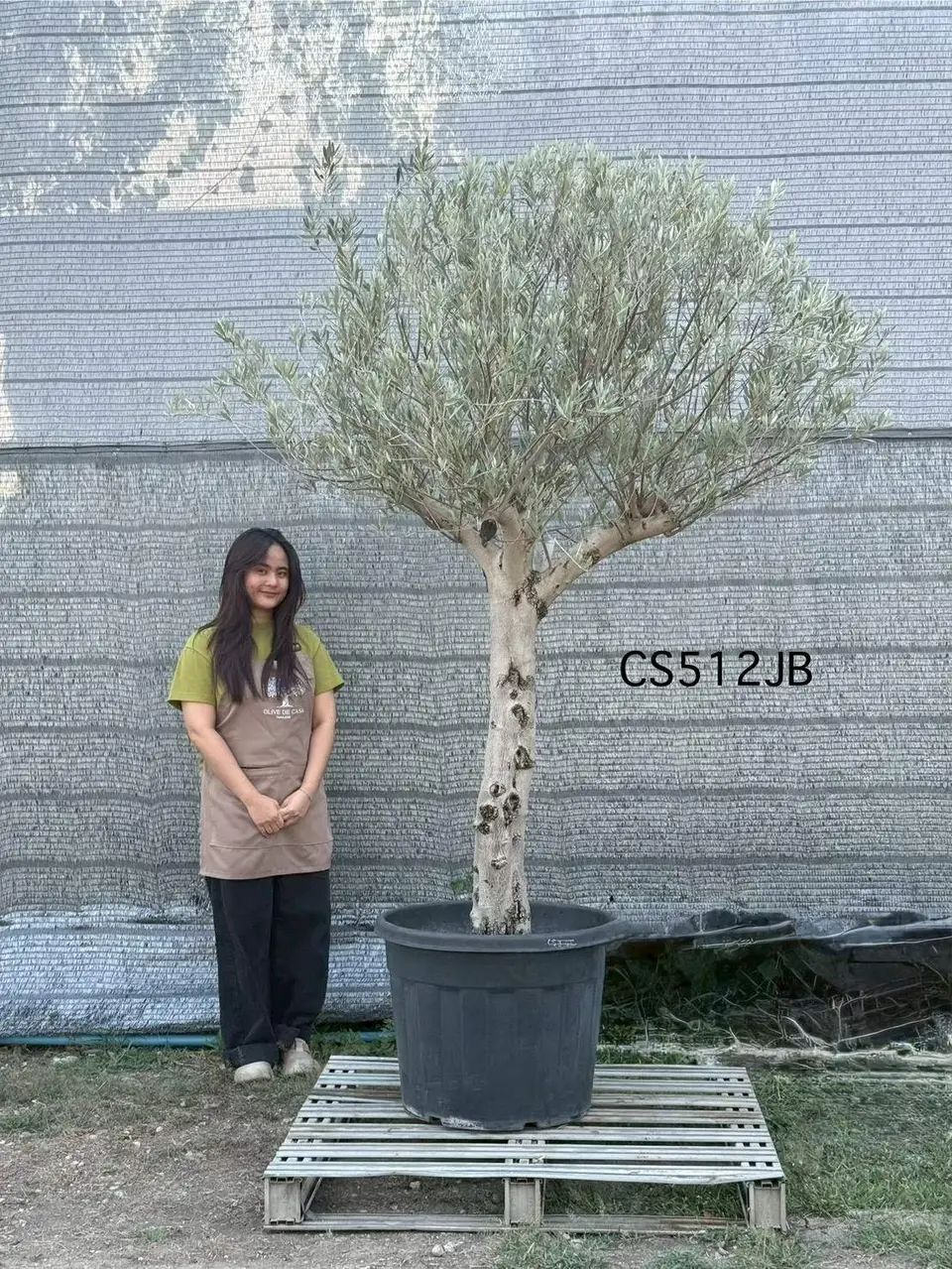Olive Pot Size · SJB