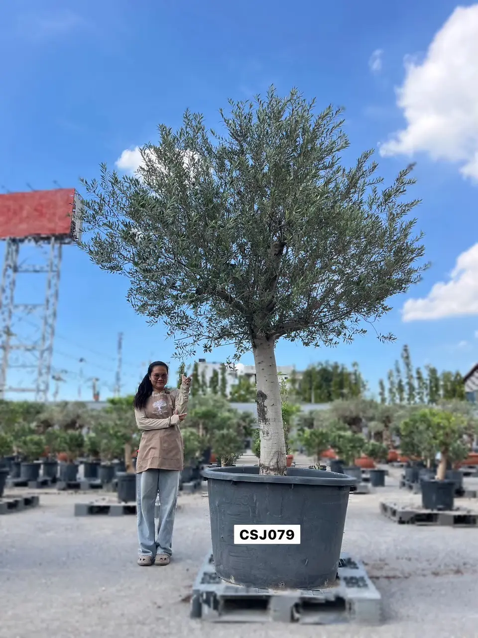 Olive Pot Size · SJB