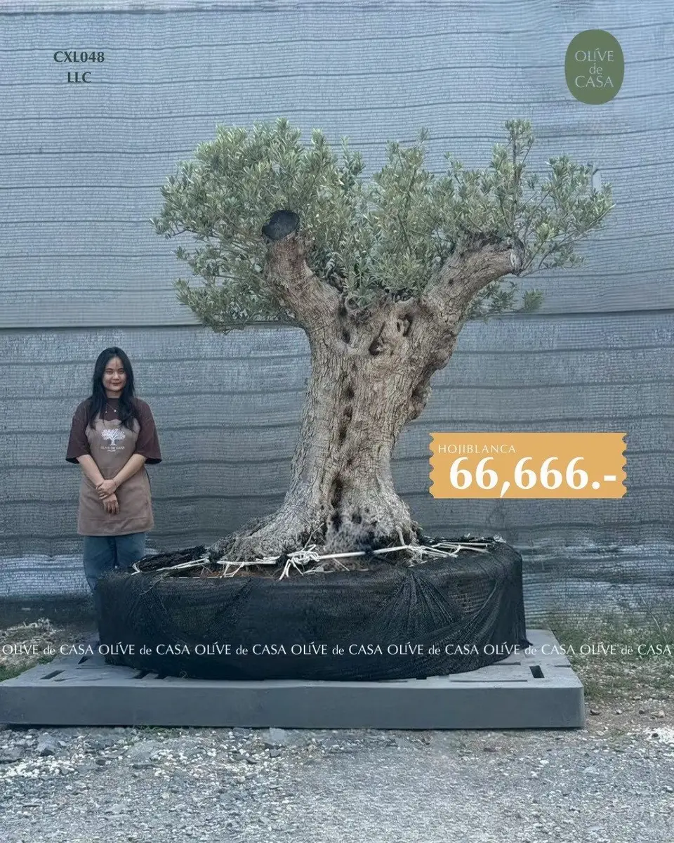 Hot Olive Tree · Promotion