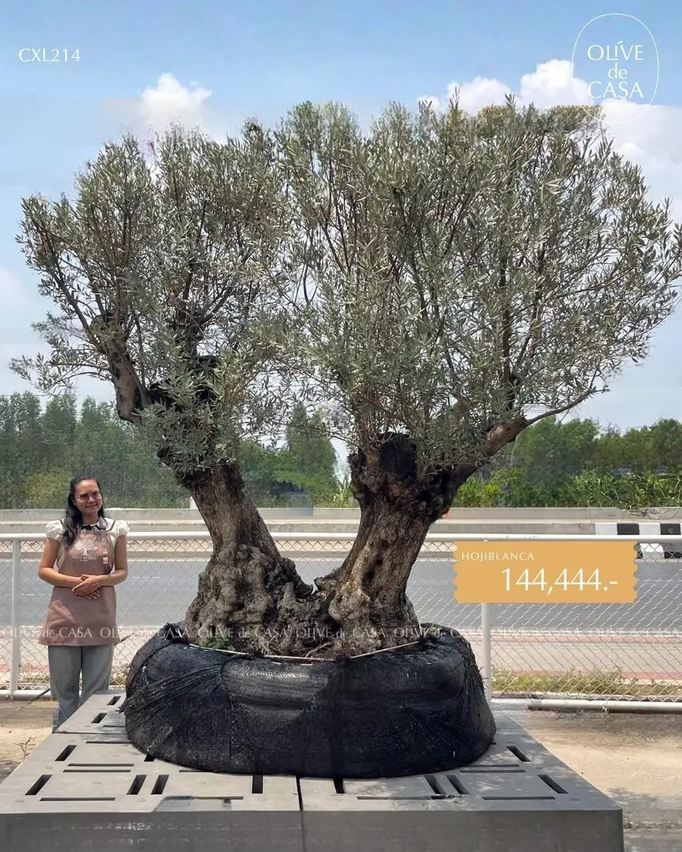 Hot Olive Tree · Promotion