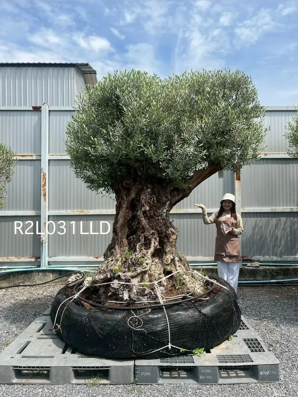 Ancient Olive · LLD
