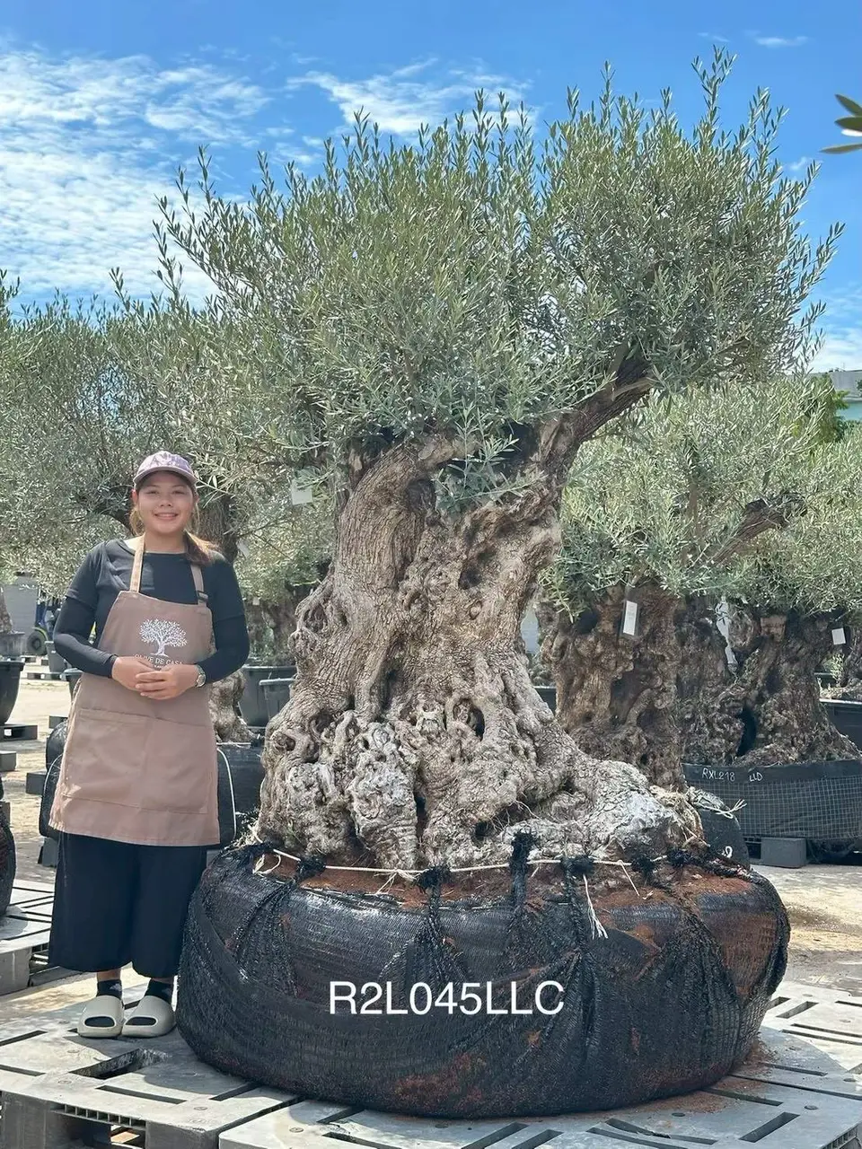 Ancient Olive · LLC
