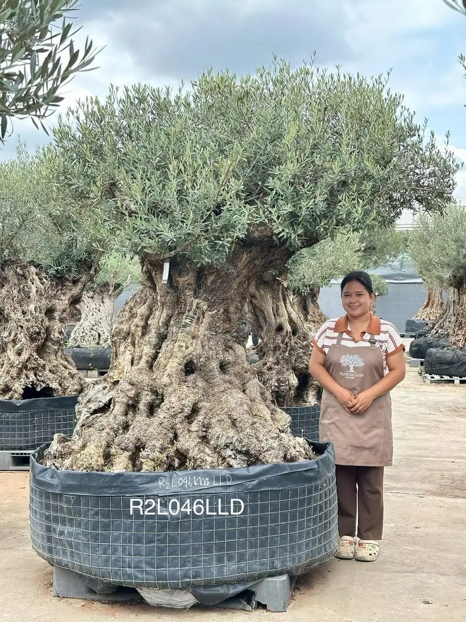 Ancient Olive · LLD