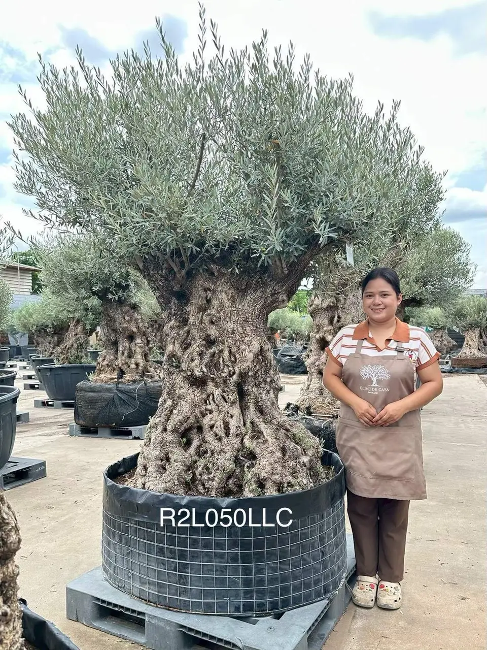 Ancient Olive · LLC