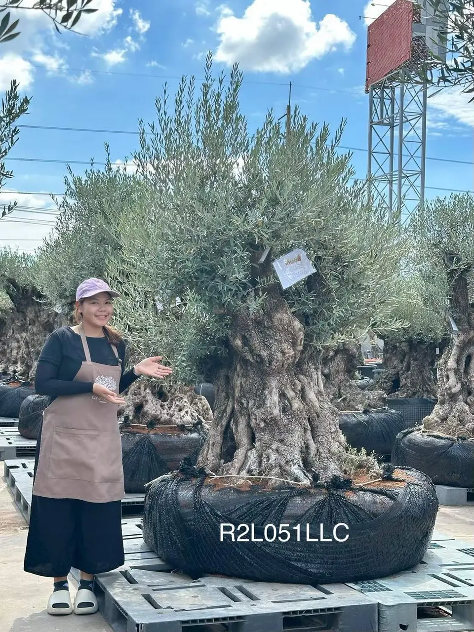 Ancient Olive · LLC