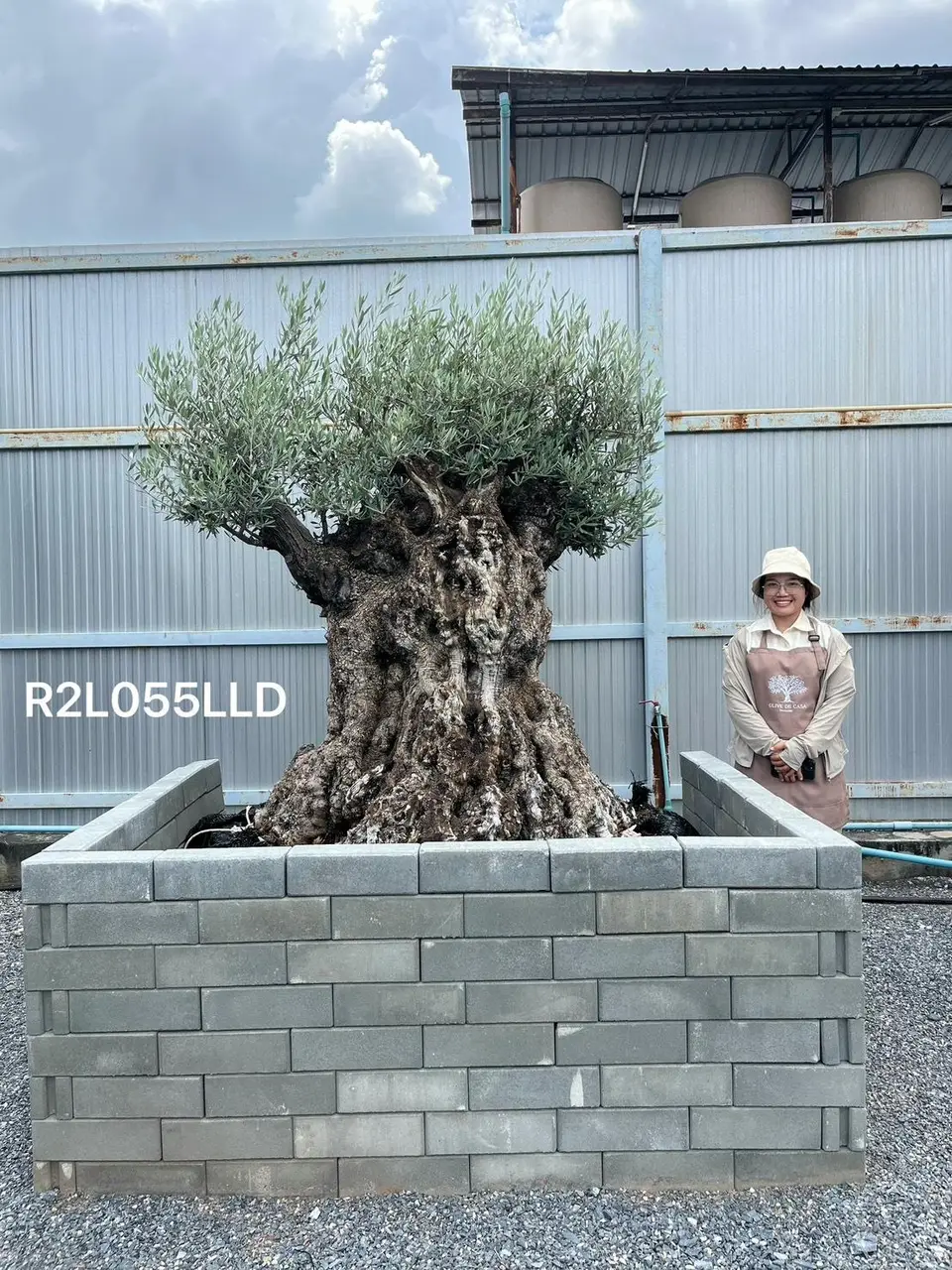 Ancient Olive · LLD