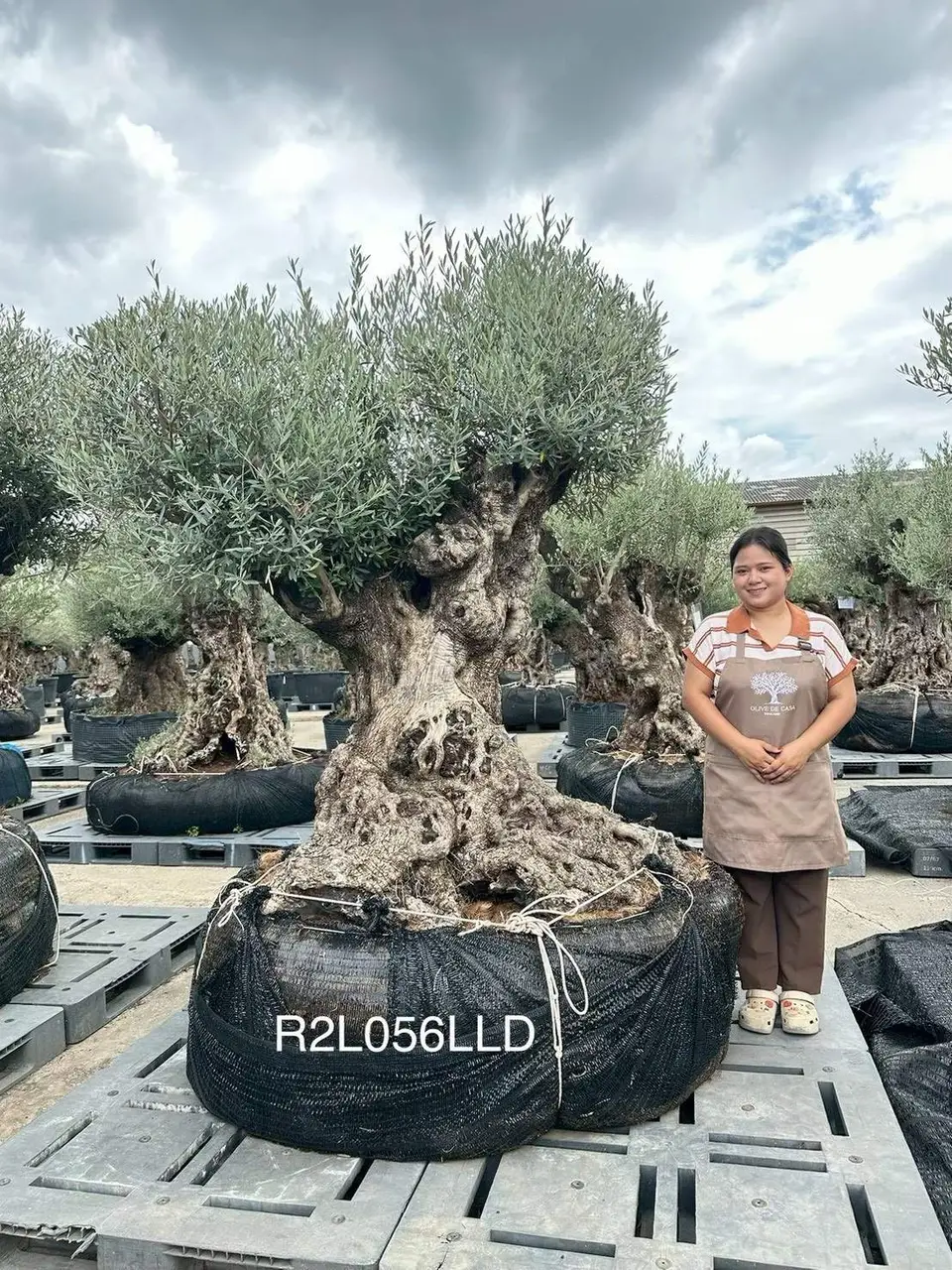 Ancient Olive · LLD