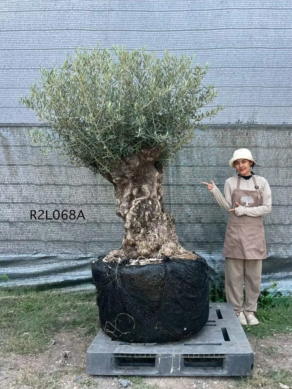 Hojiblanca · Large · LA