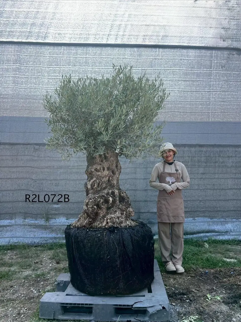 Hojiblanca · Large · LB