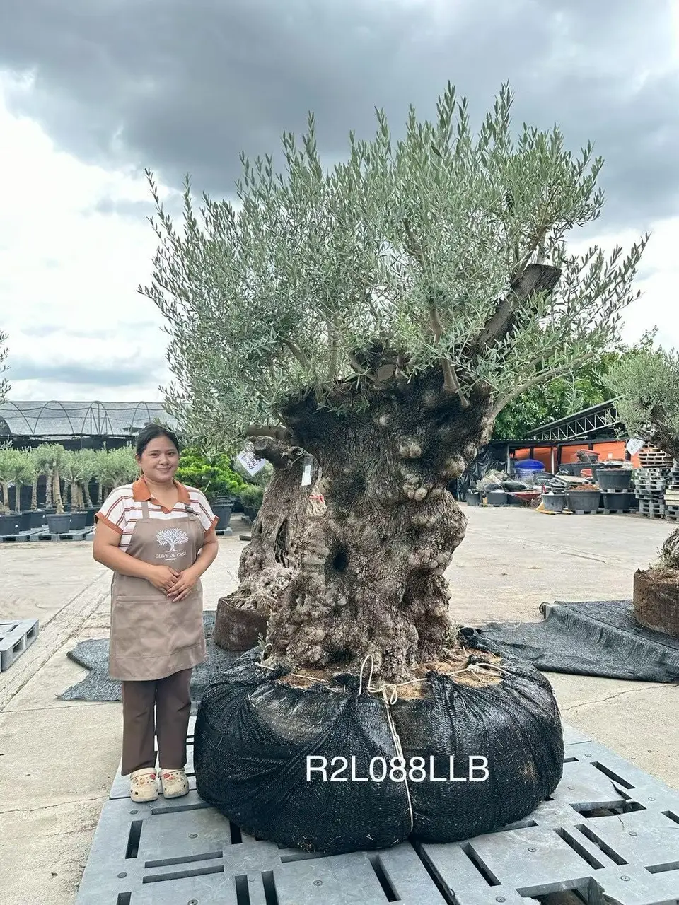 Hojiblanca · Large · LLB