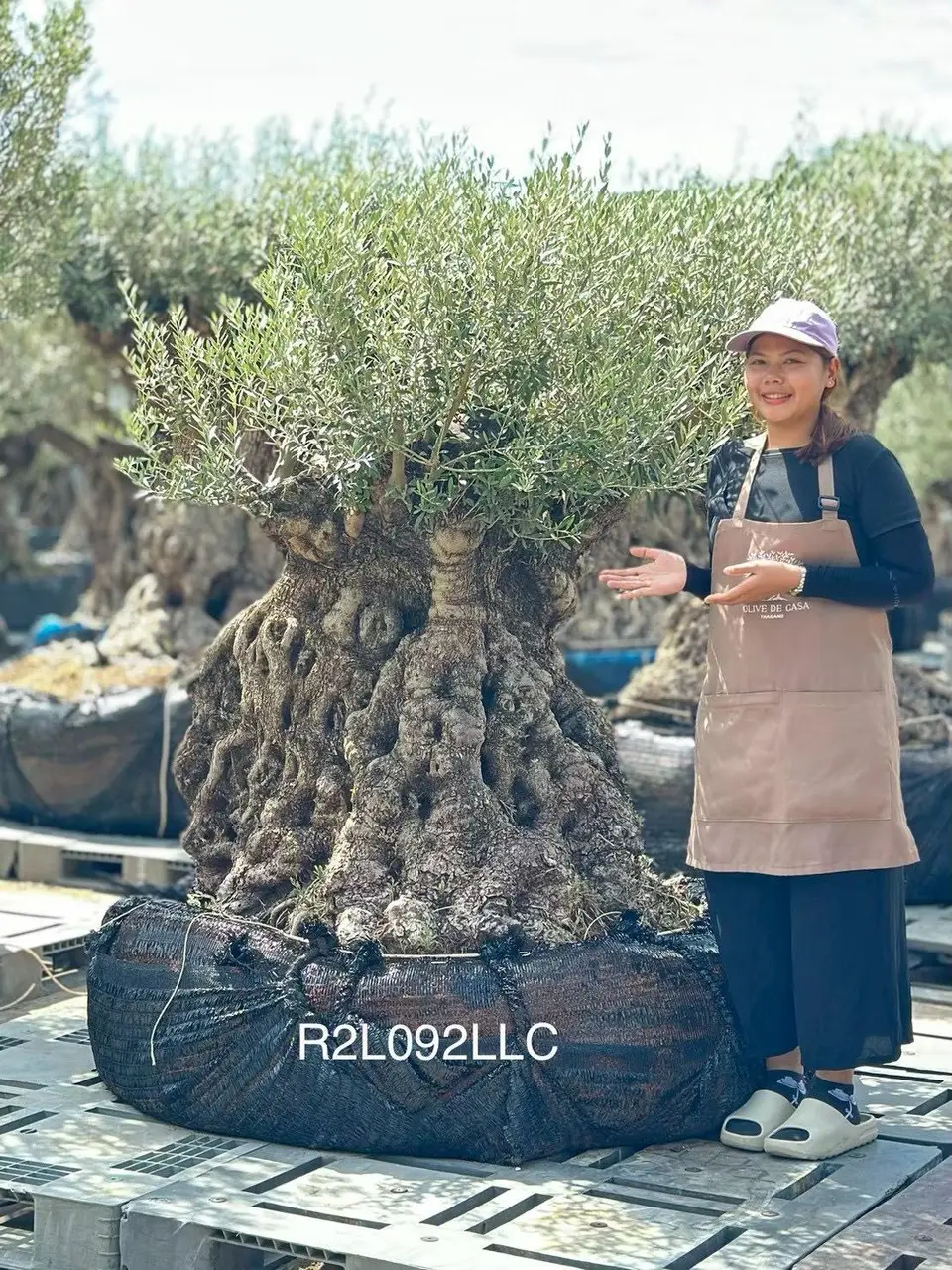 Ancient Olive · LLC