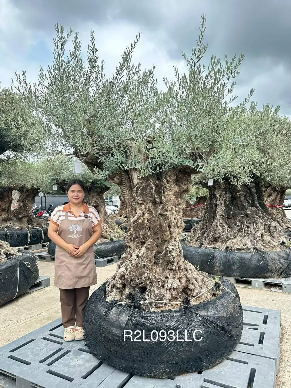 Ancient Olive · LLC