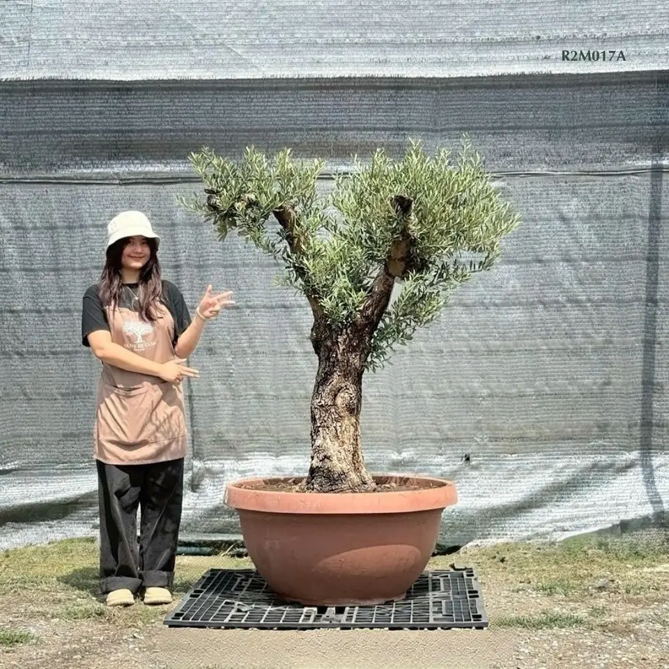 Hot Olive Tree · Promotion