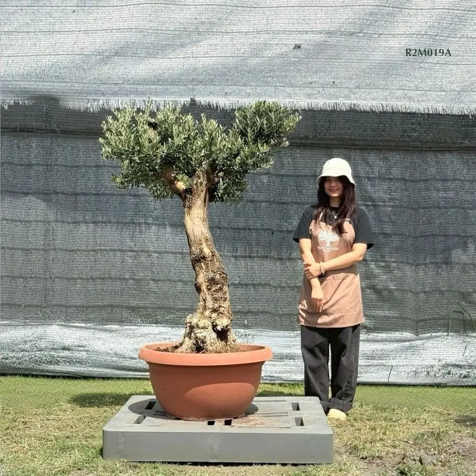 Hot Olive Tree · Promotion