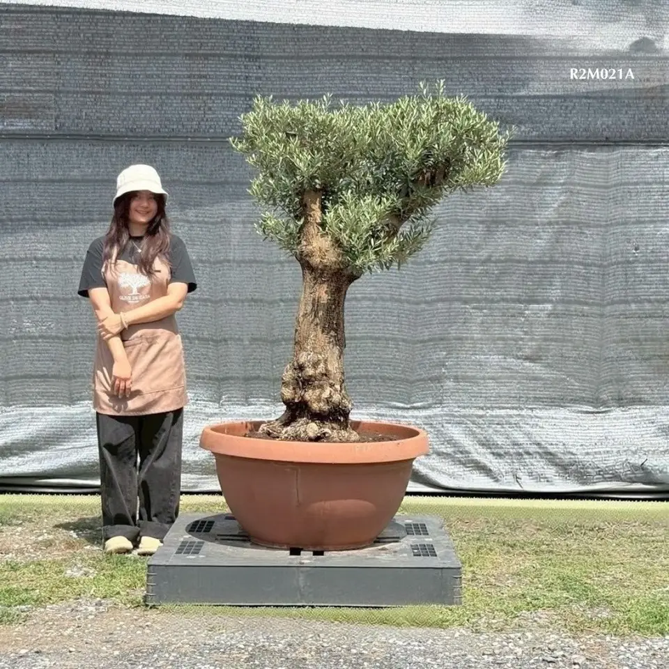 Hot Olive Tree · Promotion