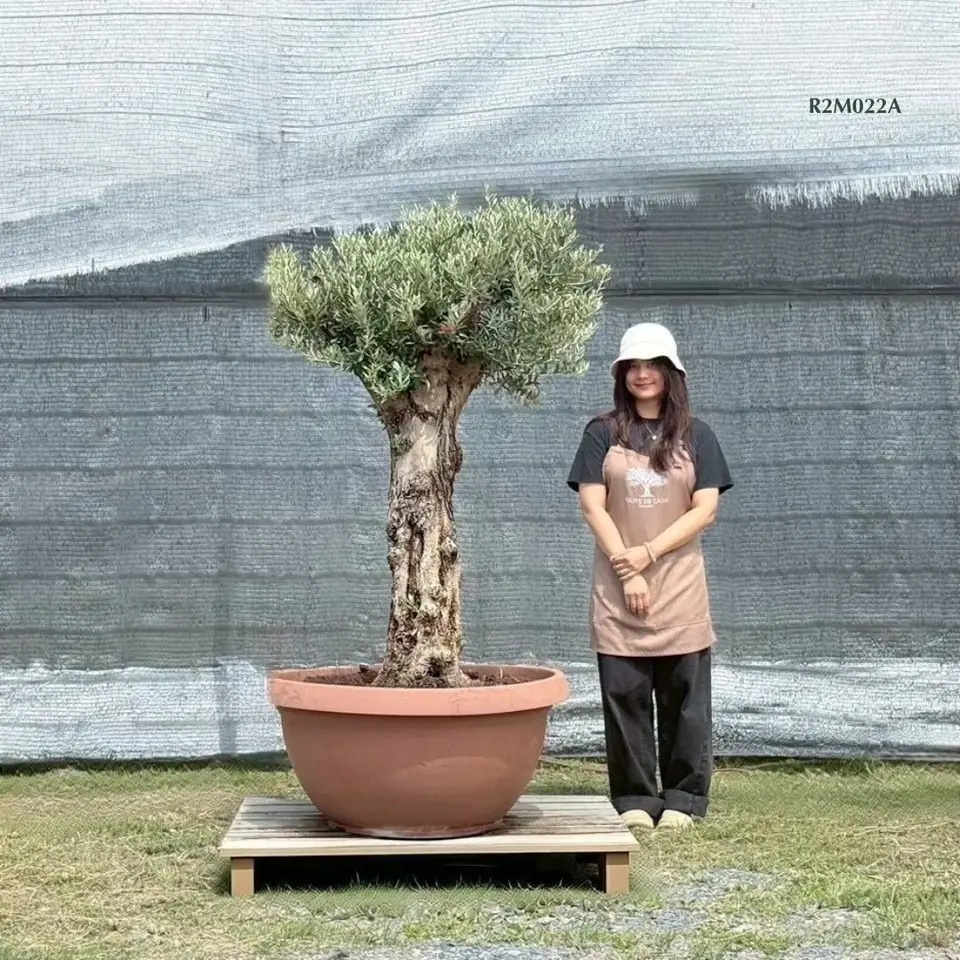 Hot Olive Tree · Promotion