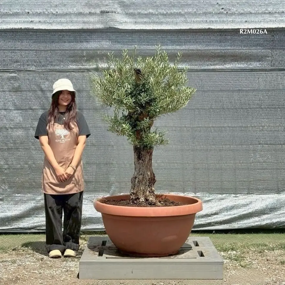 Hot Olive Tree · Promotion