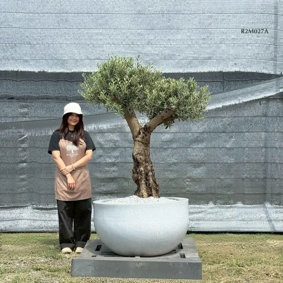 Hot Olive Tree · Promotion