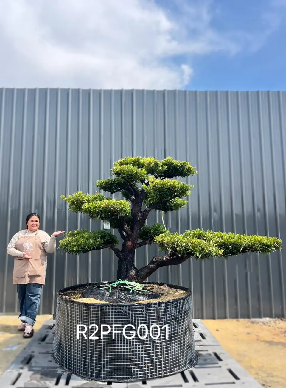 Imperial Podocarpus · XLA